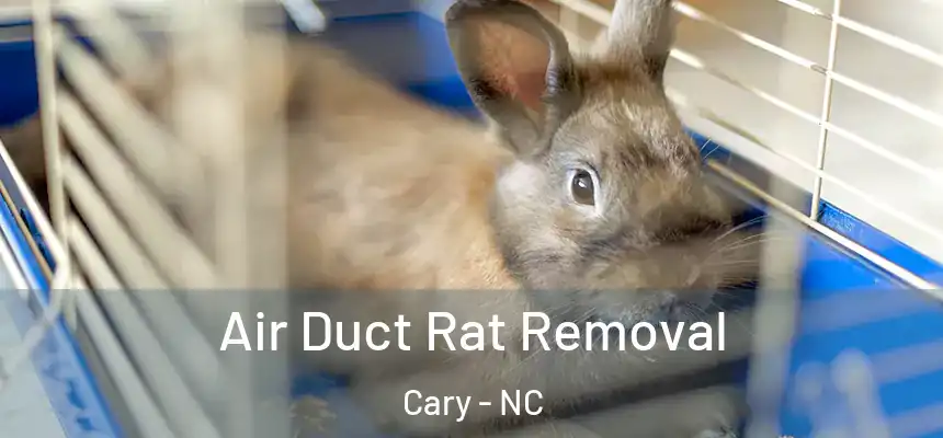 Air Duct Rat Removal Cary - NC