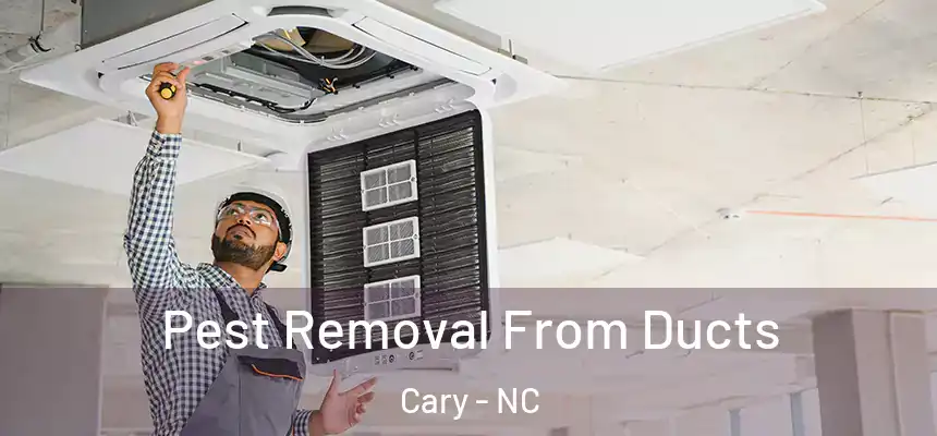 Pest Removal From Ducts Cary - NC